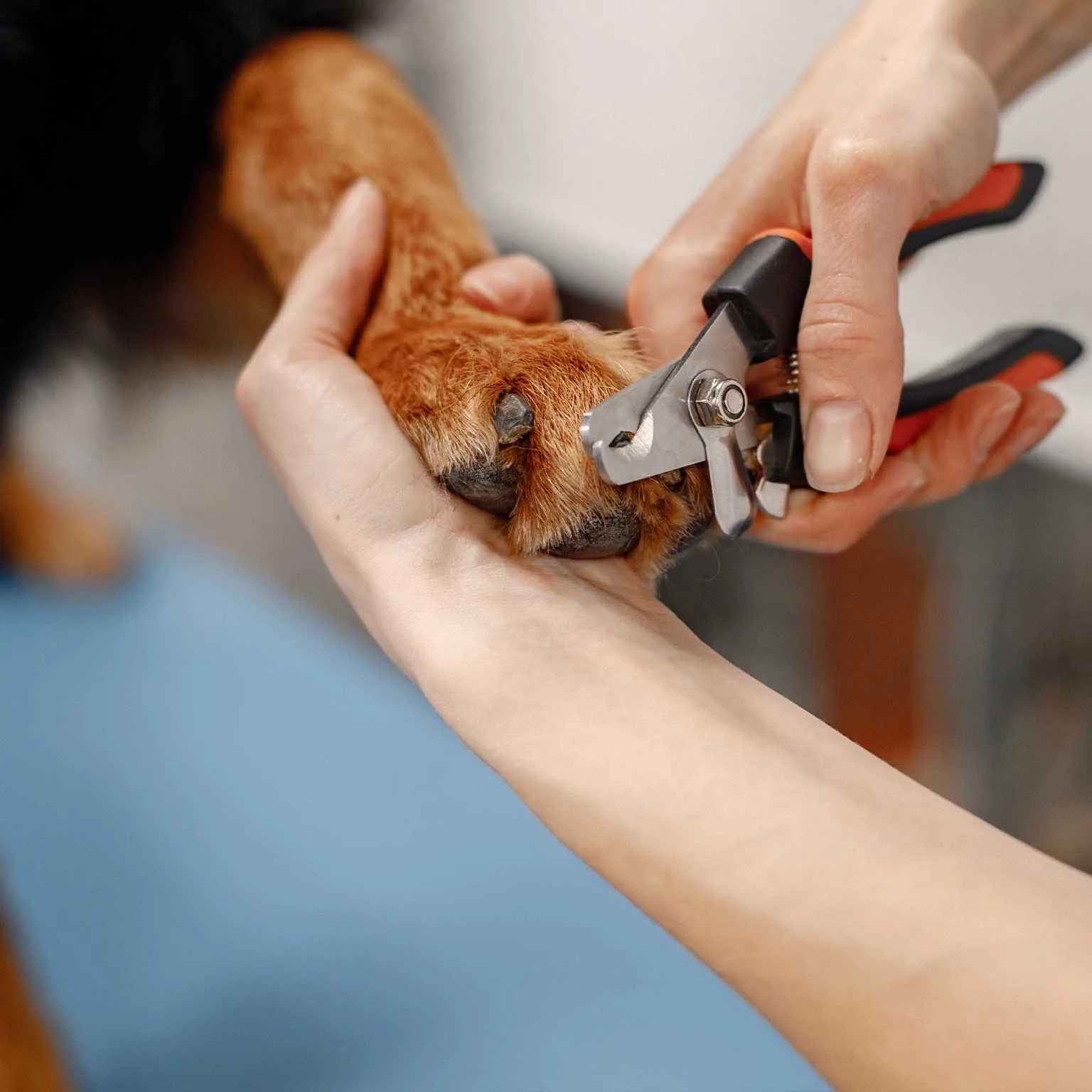 Nail trim