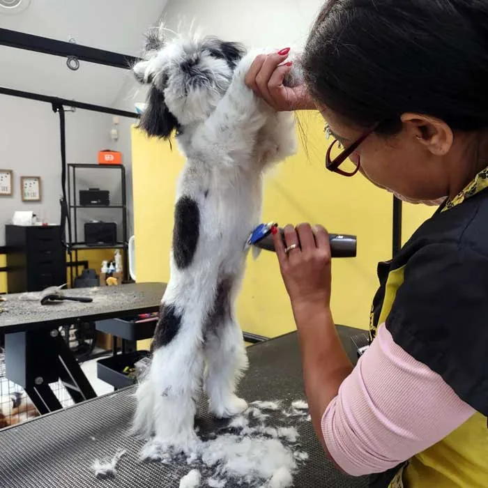 How to Prepare Your Dog for Their First Grooming Appointment