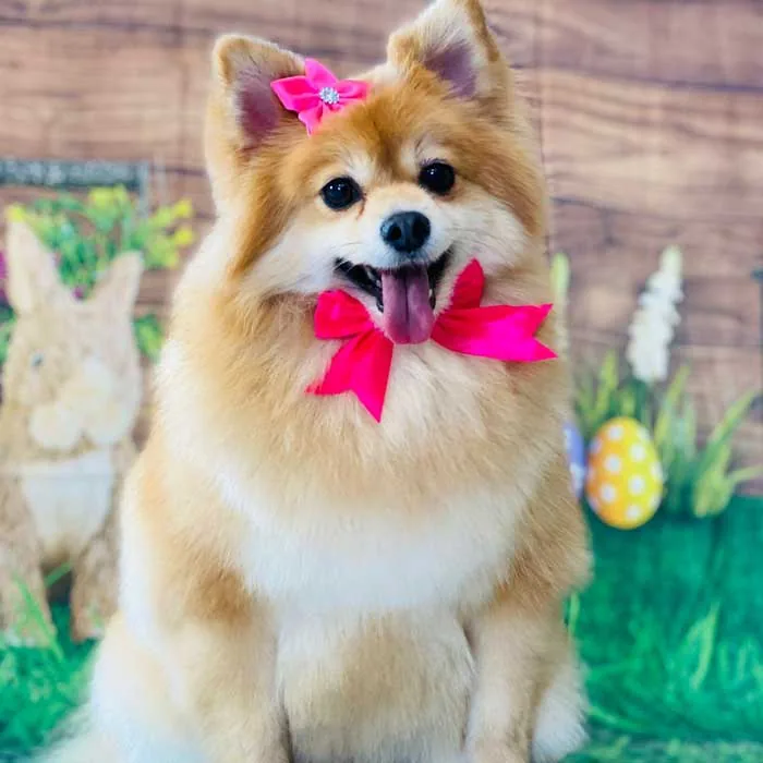 Dog grooming