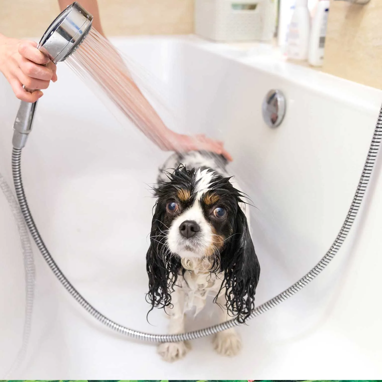 Summer Skin Allergies and Hot Spots in Dogs: A Groomer's Guide at CatDog Grooming Salon in Lowell, MA