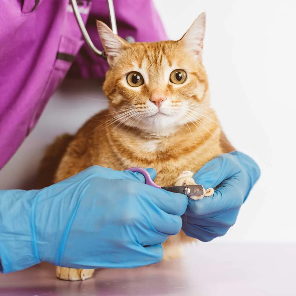 Signs Your Cat Needs Professional Grooming